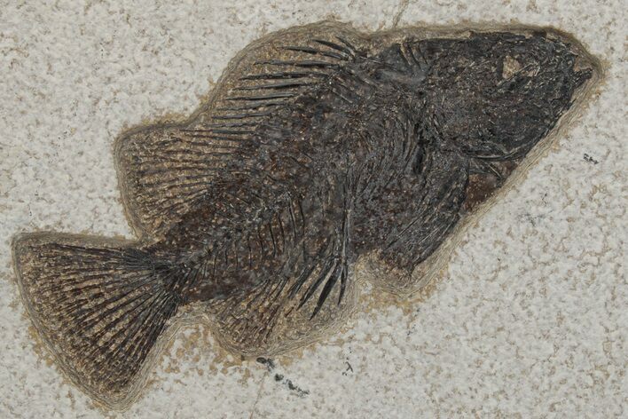 Fossil Fish (Cockerellites) - Wyoming #211222